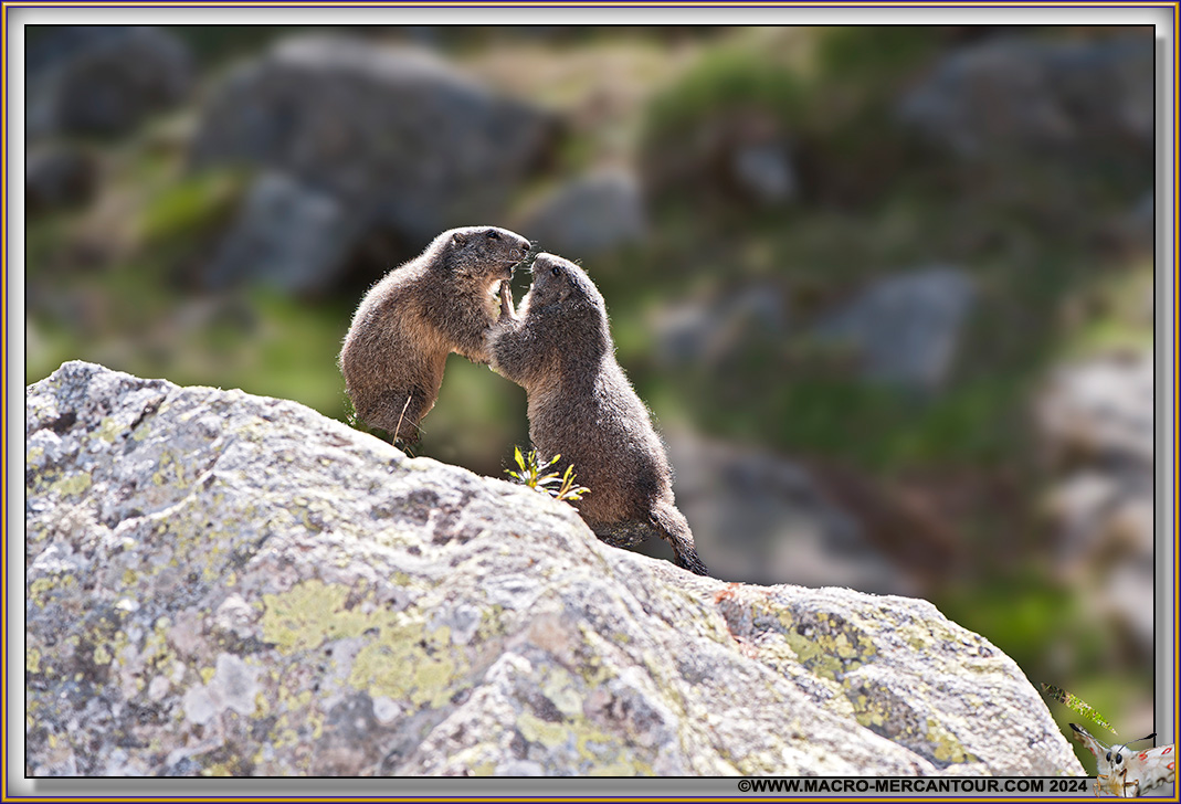 MARMOTTES